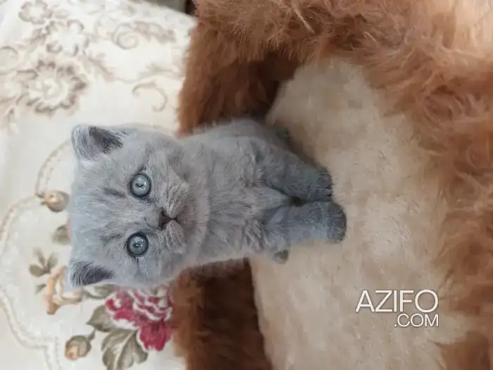 Britich shorthair male pure race in Casablanca, MOROCCO | Azifo