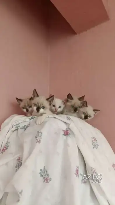 Chatons siamois pure race in Casablanca, MOROCCO | Azifo