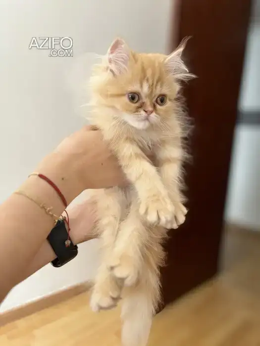 Chat perans in Casablanca, MOROCCO | Azifo