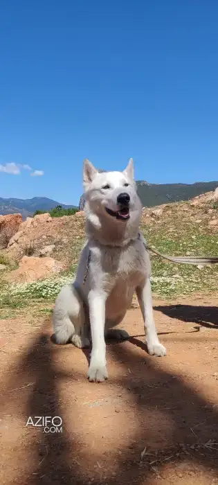 Huskie in Tanger-Assilah, MOROCCO | Azifo