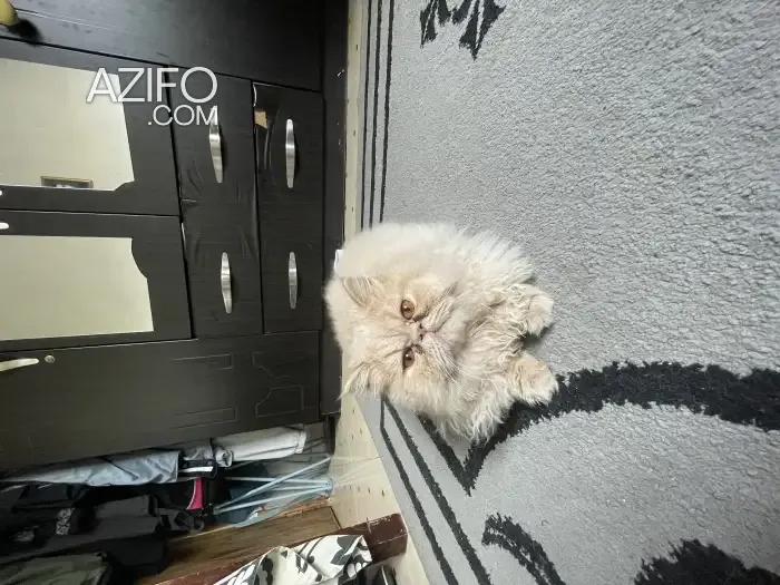 Product Detail 2
