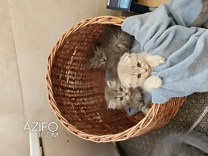 Superbe british et scottish fold in Casablanca, MOROCCO | Azifo