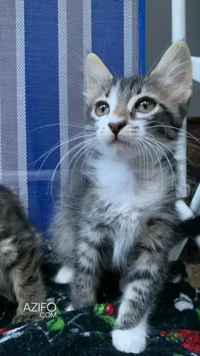 Chatons siamois croisés pour adoption in Casablanca, MOROCCO | Azifo