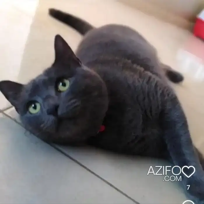 Pour adopter in Casablanca, MOROCCO | Azifo