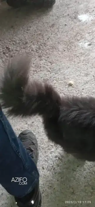 Chat nebelung in Fes, MOROCCO | Azifo