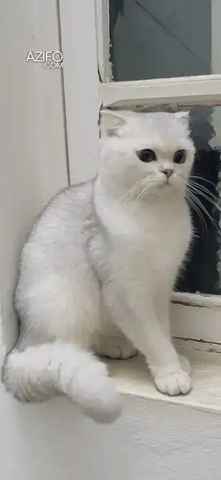 Femelle Scottish fold in Casablanca, MOROCCO | Azifo