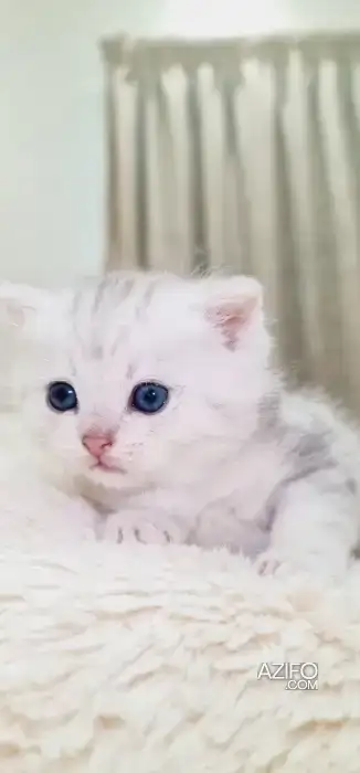 British shorthair silver tabby in Casablanca, MOROCCO | Azifo