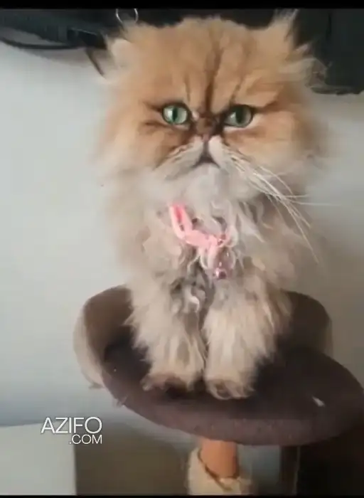 Femelle chinchilla golden in Casablanca, MOROCCO | Azifo