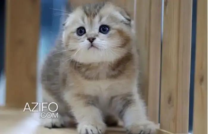 Scottish fold et british golden in Casablanca, MOROCCO | Azifo