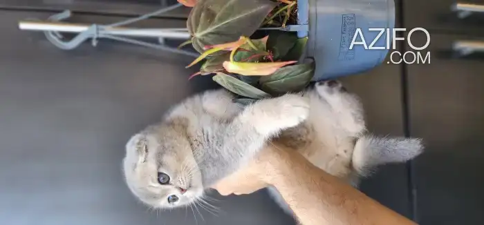 Scottish fold couleur rare in Casablanca, MOROCCO | Azifo