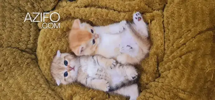 British golden ny12 et Scottish fold ny25 in Casablanca, MOROCCO | Azifo