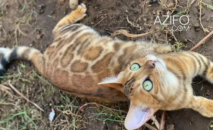 Chat bengal femelle avec pedigree in Casablanca, MOROCCO | Azifo