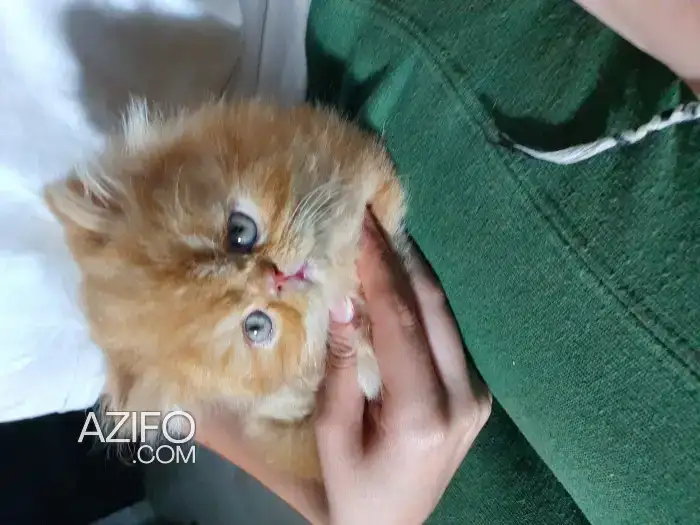 Chatons Persans Imalaya in Casablanca, MOROCCO | Azifo