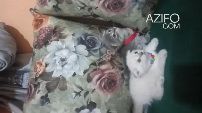 Scottish fold in Berkane, MOROCCO | Azifo