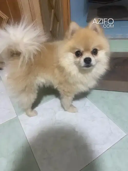 Chien Spitz Poméranien (Loulou de Poméranie) de 2 ans in Marrakech, MOROCCO | Azifo