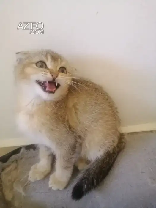 Scottish fold femelle in Tanger-Assilah, MOROCCO | Azifo