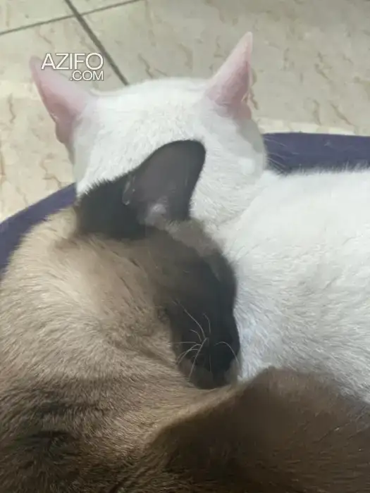 Chats à adopter in الدار البيضاء, MOROCCO | Azifo