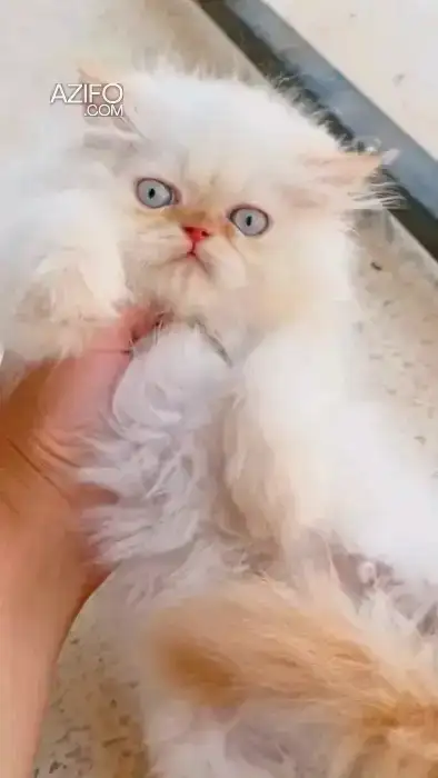 A vendre un beau chat in الدار البيضاء, MOROCCO | Azifo