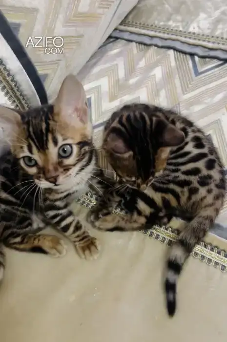 Bengal in Tanger-Assilah, MOROCCO | Azifo