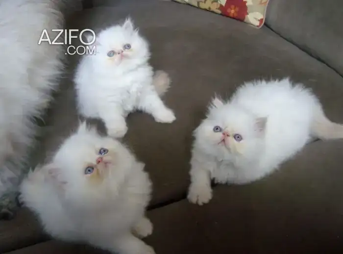 Chatons persan in مراكش, MOROCCO | Azifo