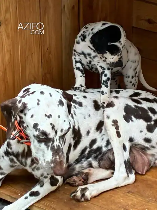 Chiot Dalmatien de 5 mois in Casablanca, MOROCCO | Azifo