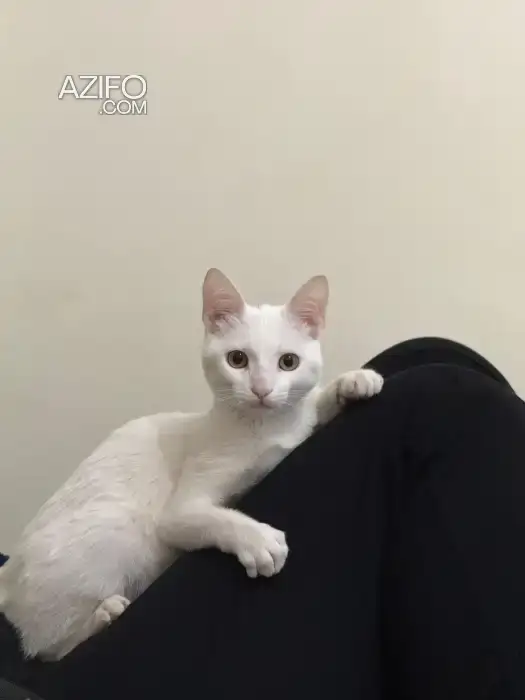 Chat a adopter in الدار البيضاء, MOROCCO | Azifo