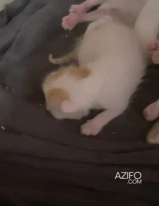 Chaton a donnée in الرباط, MOROCCO | Azifo