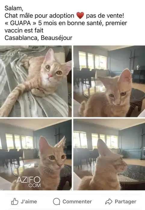 Adoption chat mâle in Casablanca, MOROCCO | Azifo