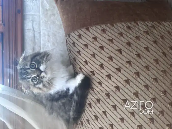 Chatons Scottish fold et straight in الدار البيضاء, MOROCCO | Azifo