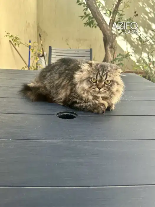 Chats munchkin mâles in Casablanca, MOROCCO | Azifo