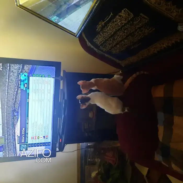 Chatons pour adoption in القنيطرة, MOROCCO | Azifo