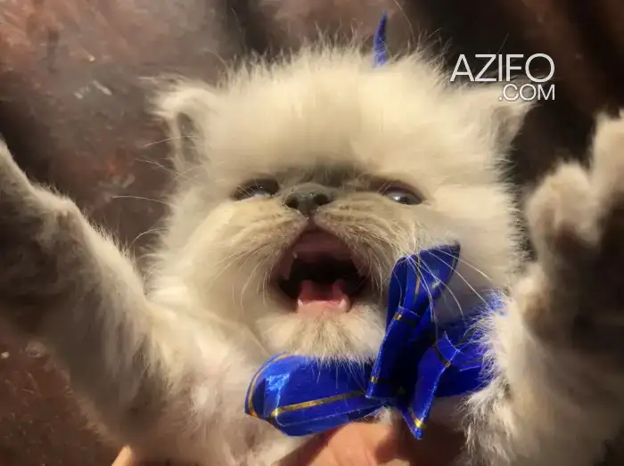 Chat persan mâle et femelle in مراكش, MOROCCO | Azifo