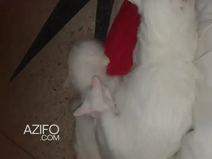 Vendre angora 👀 jaunes in العرائش, MOROCCO | Azifo