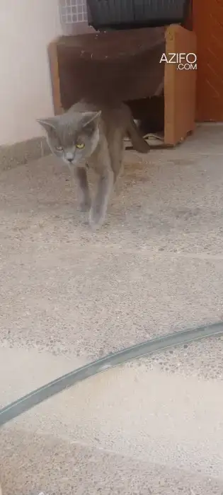 Chat race pure in مراكش, MOROCCO | Azifo