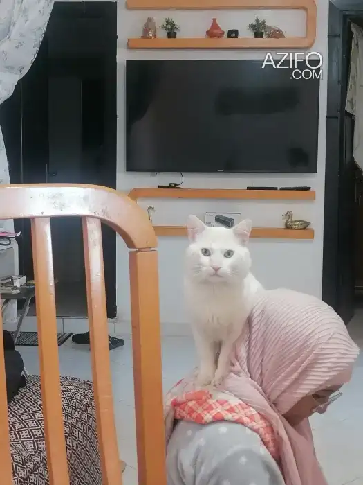Chat angoura in مراكش, MOROCCO | Azifo