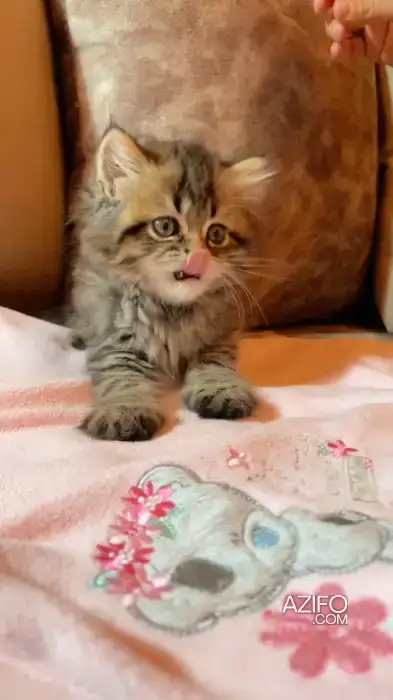 Chats Persan in مراكش, MOROCCO | Azifo