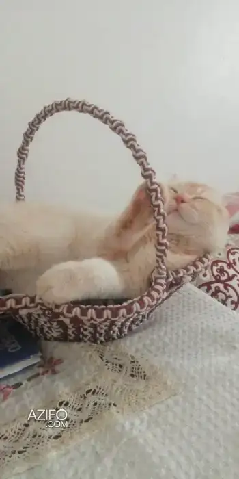 Chat british shorthair in طنجة - أصيلة, MOROCCO | Azifo