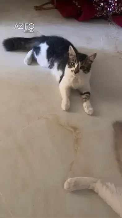 Ragdoll in أكادير, MOROCCO | Azifo
