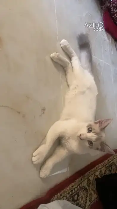 Ragdoll in أكادير, MOROCCO | Azifo