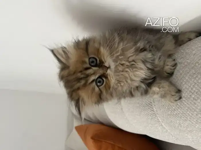 Chaton chinchilla femelle in Salé, MOROCCO | Azifo