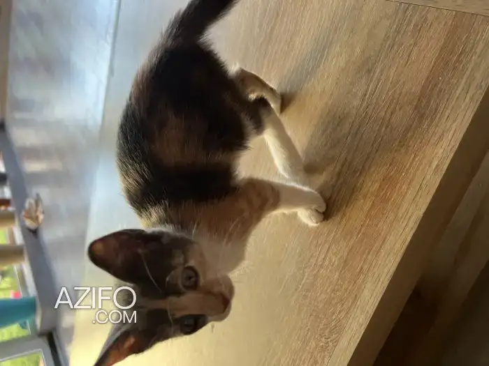 Very playful kitten-Female in القنيطرة, MOROCCO | Azifo