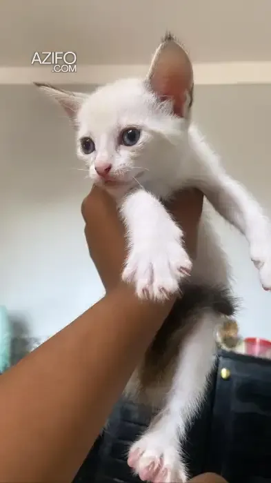 Product Detail 2