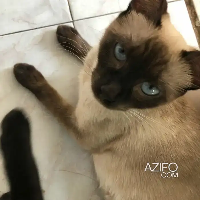Chat siamoi in كلميم, MOROCCO | Azifo