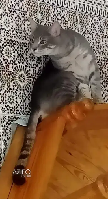 Adoption chat Tigro in Casablanca, MOROCCO | Azifo