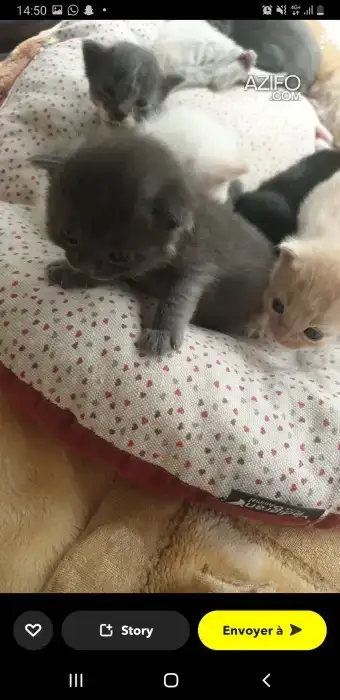 Chaton persan in الدار البيضاء, MOROCCO | Azifo