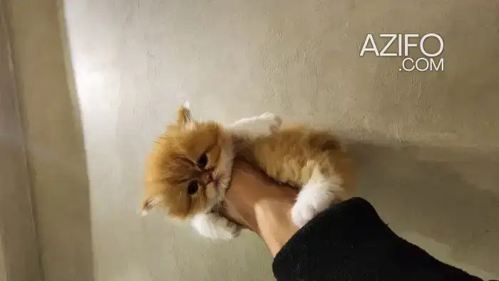 chatons persan pure race in أكادير, MOROCCO | Azifo
