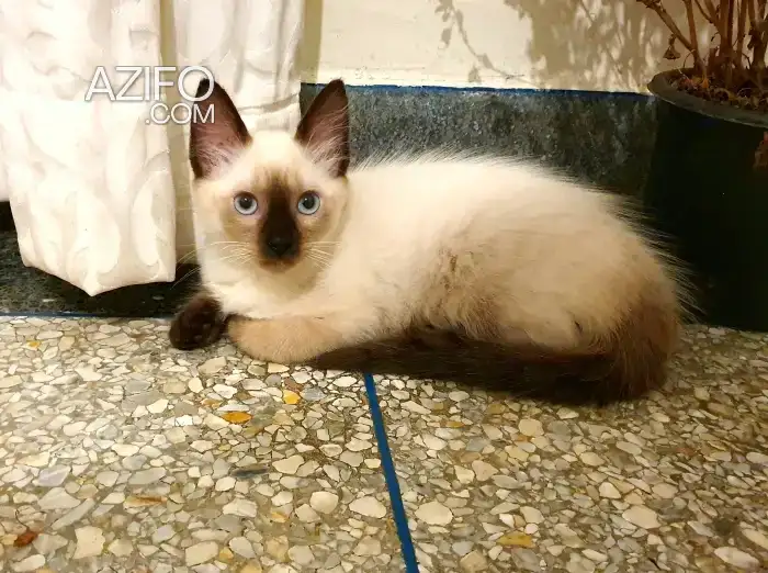 Chaton femelle siamois in الدار البيضاء, MOROCCO | Azifo