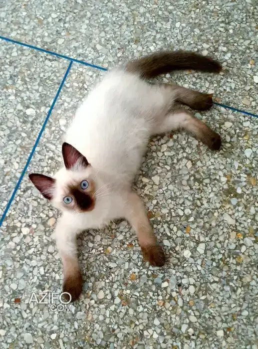 Adorable Chatonne siamois in الدار البيضاء, MOROCCO | Azifo