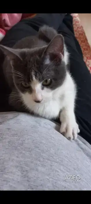 Chaton à adopter in مراكش, MOROCCO | Azifo