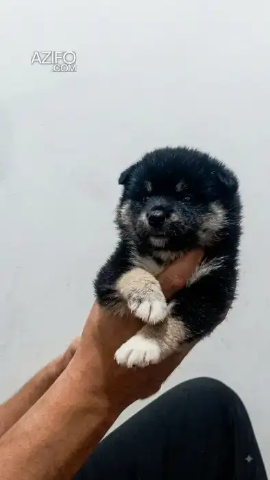 Chien Femelle Shiba Inu in الدار البيضاء, MOROCCO | Azifo